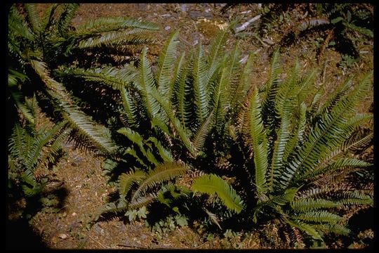 Sivun Polystichum munitum (Kaulf.) C. Presl kuva