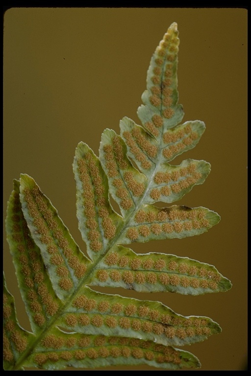 Polypodium californicum Kaulf.的圖片