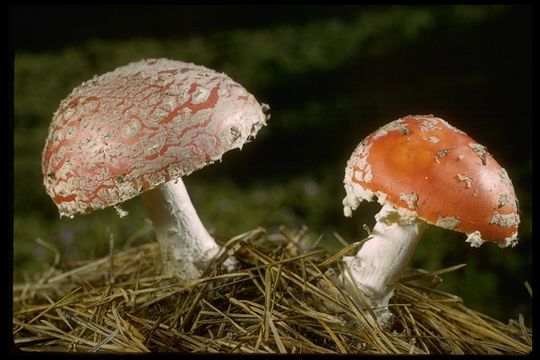 Image of Fly agaric