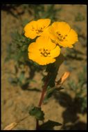 Image de Camissoniopsis bistorta (Nutt. ex Torr. & A. Gray) W. L. Wagner & Hoch