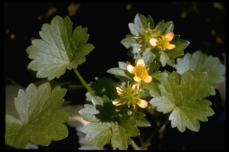 Image of spinyfruit buttercup