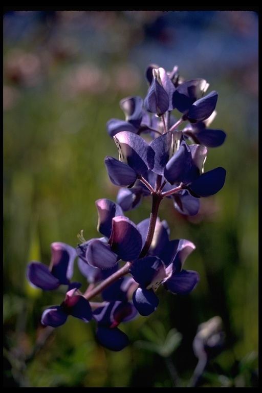 Image de Lupinus bicolor Lindl.