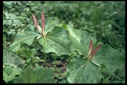 Image of giant wakerobin