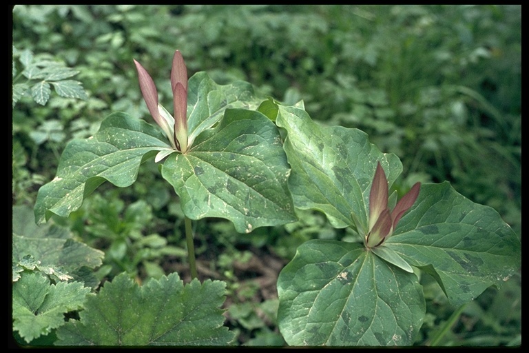 Imagem de Trillium chloropetalum (Torr.) Howell