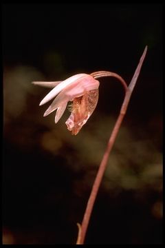 Image of Calypso orchid