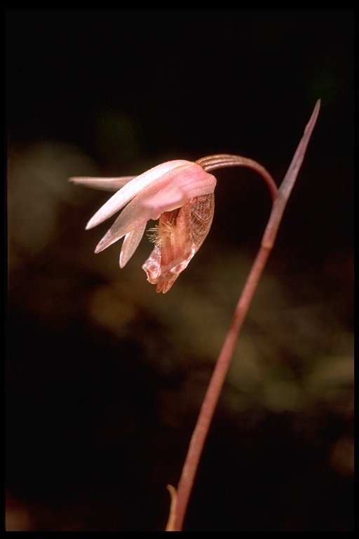 Imagem de Calypso bulbosa (L.) Oakes