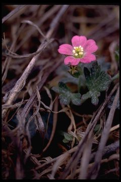 Imagem de Geranium molle L.