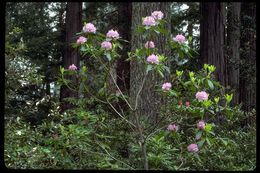 Image of Pacific rhododendron