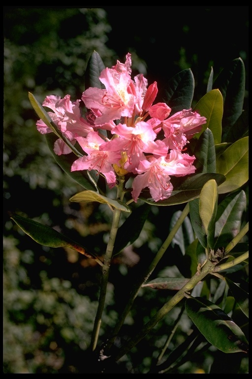 Imagem de Rhododendron macrophyllum D. Don ex G. Don