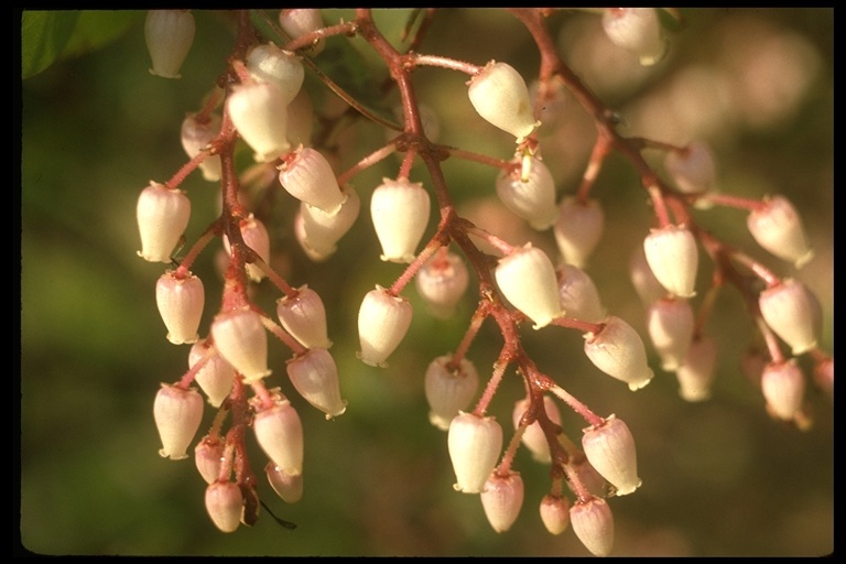 Arctostaphylos viscida Parry resmi