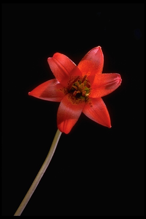 Lilium maritimum Kellogg resmi