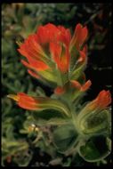 Image of Mendocino Coast Indian paintbrush