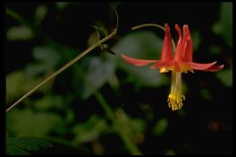 Imagem de Aquilegia formosa Fisch.