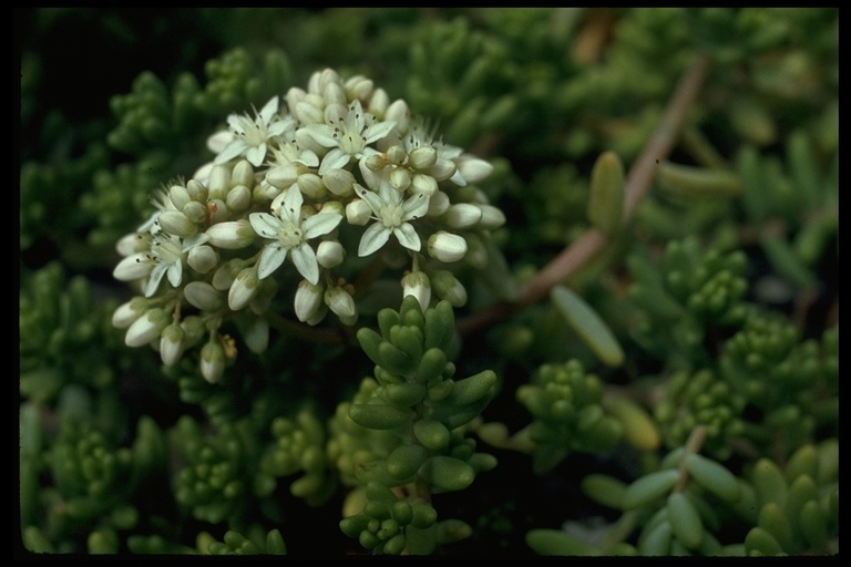 Image of White Stonecrop