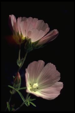 Image of fringed checkerbloom