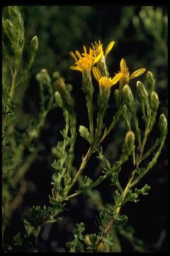 Image of California goldenbush