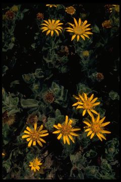 Image of sessileflower false goldenaster