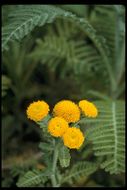 Image of Lake Huron tansy