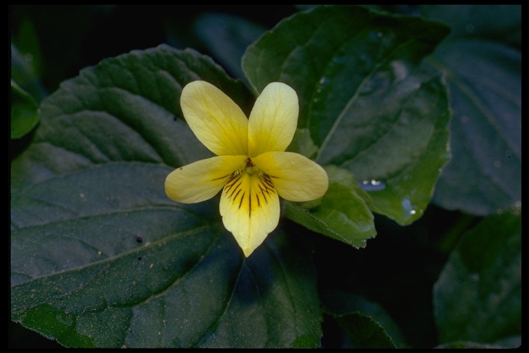 Image of Evergreen Violet