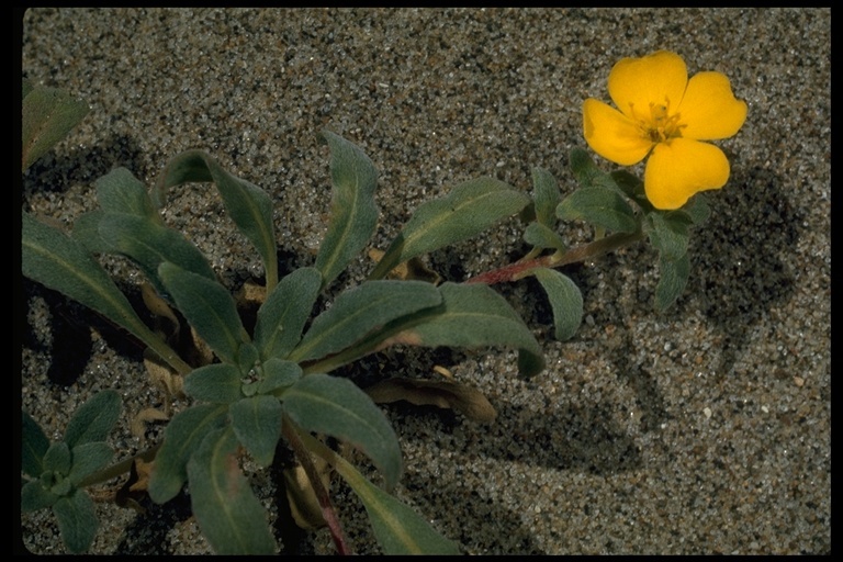 Image of <i>Camissoniopsis <i>cheiranthifolia</i></i> ssp. cheiranthifolia