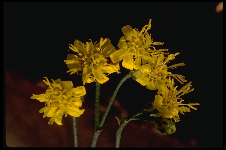 Image of San Joaquin snakeweed