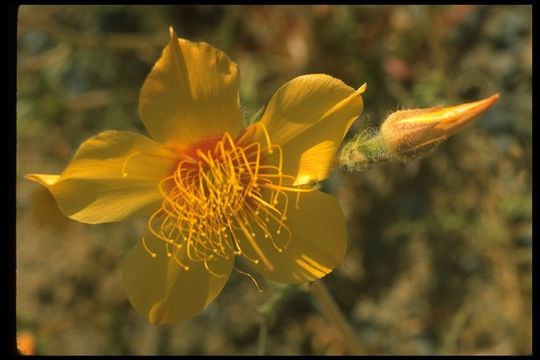 Image of Lindley's blazingstar