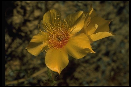 Image of Lindley's blazingstar