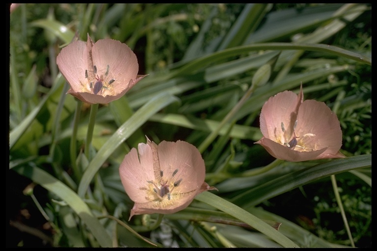 Calochortus uniflorus Hook. & Arn. resmi