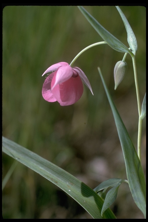 Image de Calochortus amoenus Greene