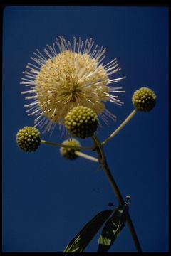 Image of common buttonbush