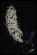 Aesculus californica (Spach) Nutt. resmi