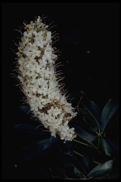 Image of California buckeye