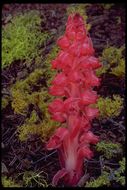 Image of snowplant