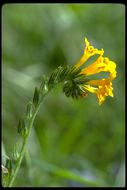 Image of fiddleneck