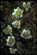 Image of <i>Anemone occidentalis</i>