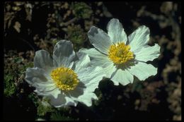 Image of <i>Anemone occidentalis</i>