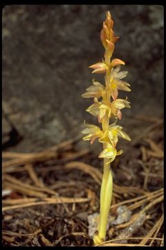 Image of Striped coralroot