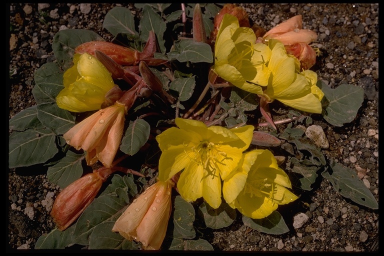 Imagem de Oenothera xylocarpa Coville