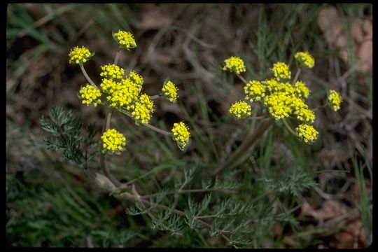 Image of fernleaf biscuitroot