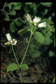 Image of flytrap dogbane