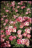 Image de Clarkia amoena subsp. whitneyi (Gray) F. H. Lewis & M. E. Lewis