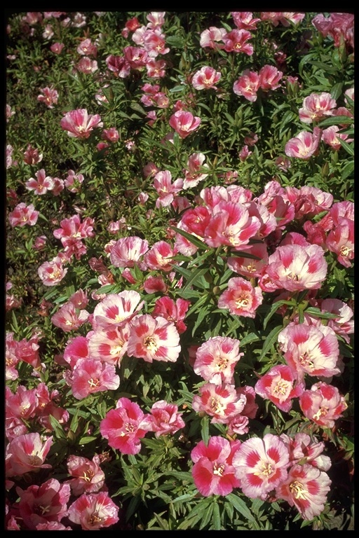 Imagem de Clarkia amoena subsp. whitneyi (Gray) F. H. Lewis & M. E. Lewis