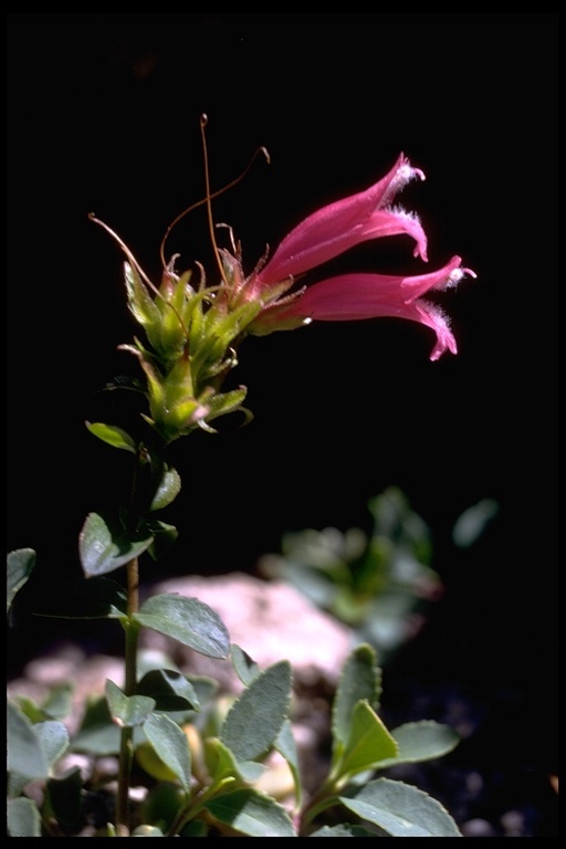 Слика од Penstemon newberryi Gray