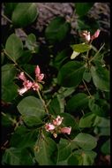 Image of flytrap dogbane