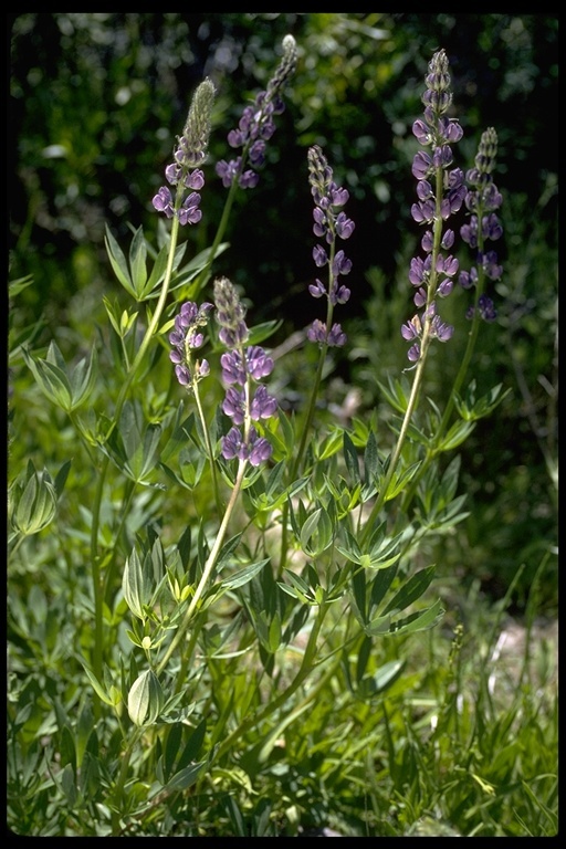 Image of broadleaf lupine