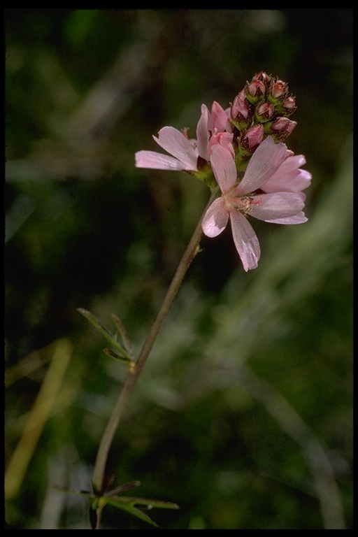 صورة Sidalcea oregana subsp. spicata (Regel) C. L. Hitchc.