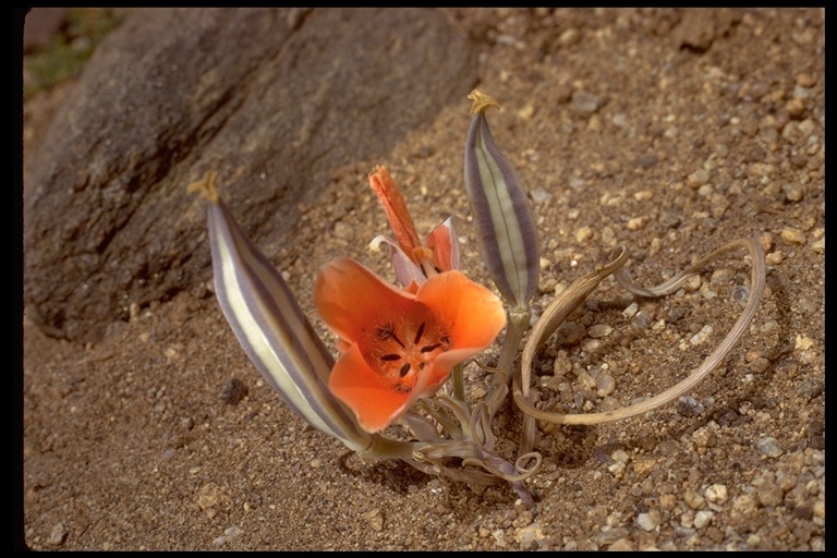 Imagem de Calochortus kennedyi Porter