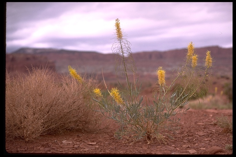 Image of desert princesplume