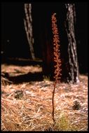 Image of woodland pinedrops