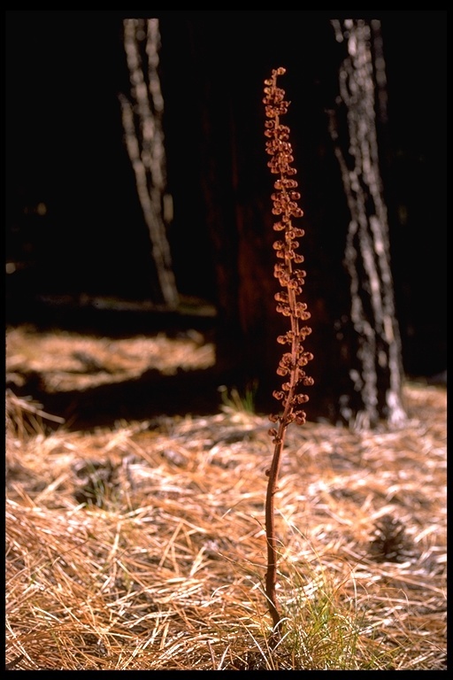 Image of woodland pinedrops